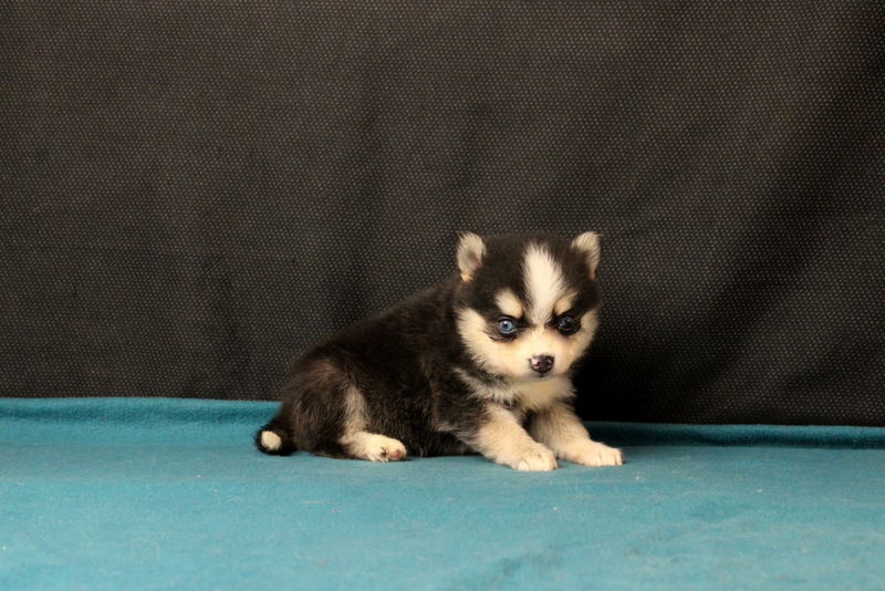 puppy, for, sale, Pomsky, Matthew B. Stoltzfus, dog, breeder, Gap, PA, dog-breeder, puppy-for-sale, forsale, nearby, find, puppyfind, locator, puppylocator, aca